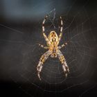Kreuzspinne in der Abenddämmerung