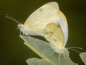 Kohlweißlinge bei der Paarung