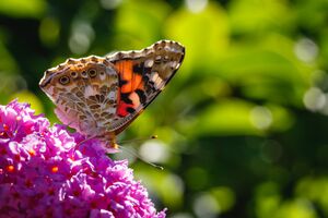 Distelfalter beim Frühstück