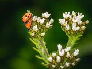 Marienkäfer bei der Paarung