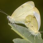 Kohlweißlinge bei der Paarung