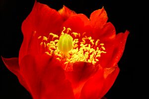 Blüte des Feigenkaktus