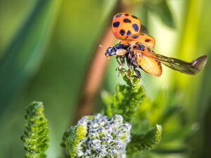 3-2-1 Marienkäfer flieeeg