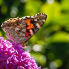 Distelfalter beim Frühstück