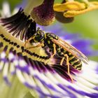 Wespe auf Passionsblume