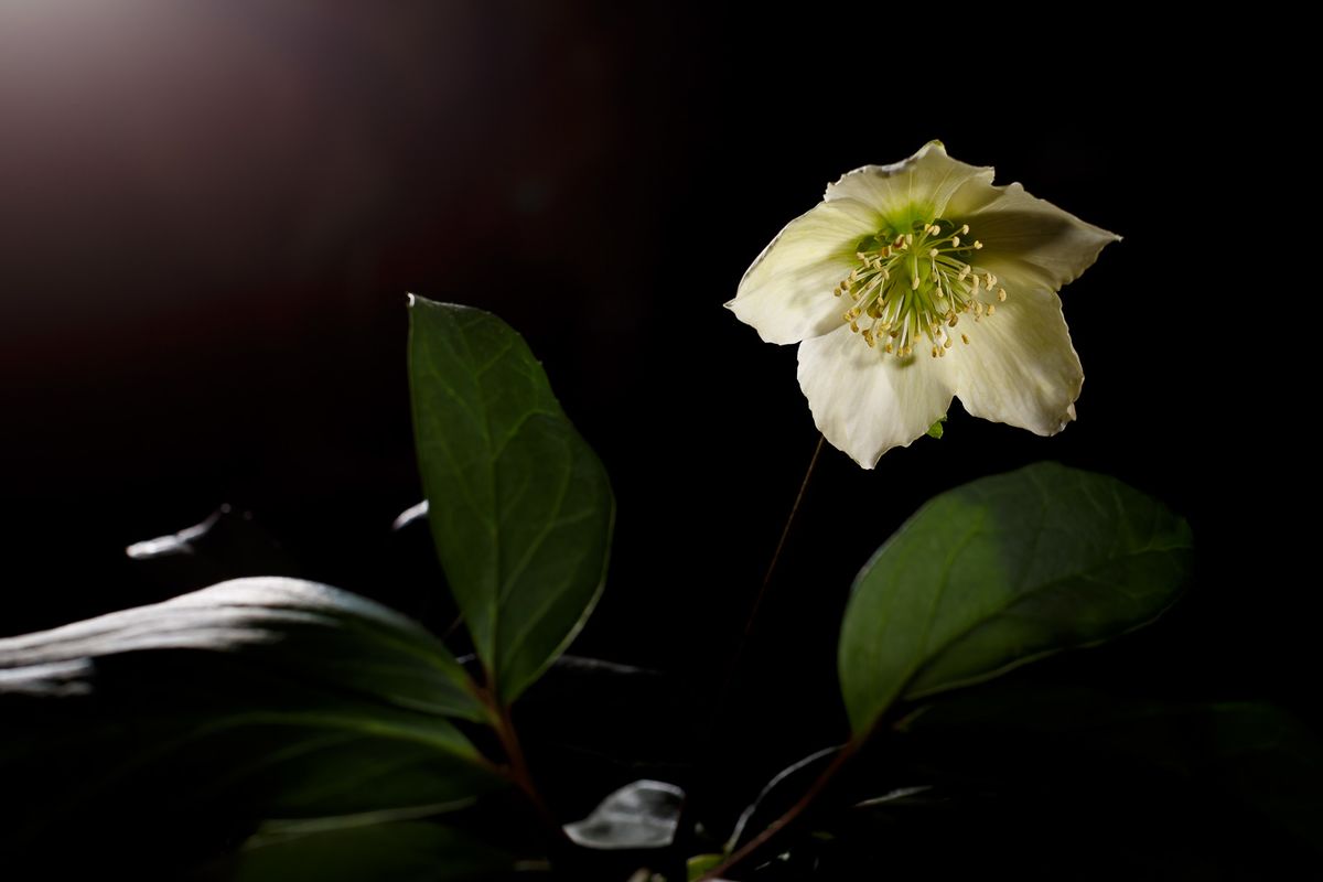 Schneerose